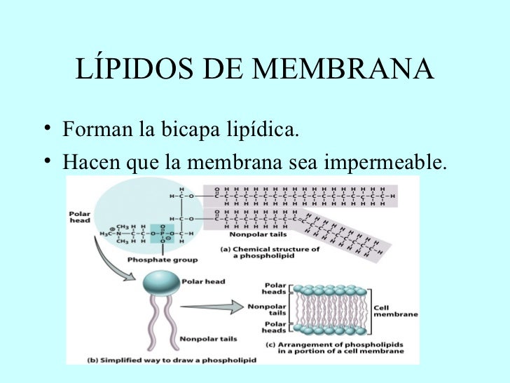 INTRODUCCIÓN